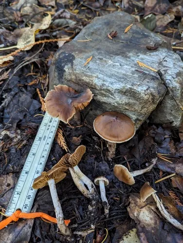 Cortinarius subexitiosus