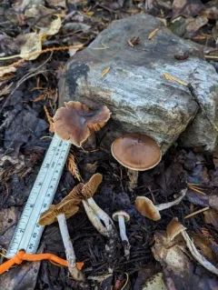 Cortinarius subexitiosus thumbnail 1