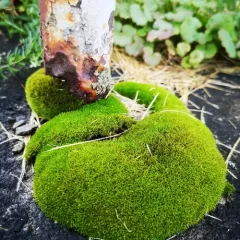 Common Pincushion thumbnail 2