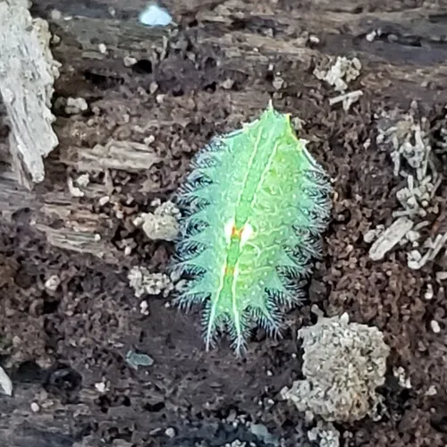 Crowned Slug Moth