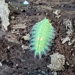 Crowned Slug Moth thumbnail 1
