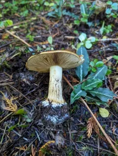 Calonarius pseudoglaucopus thumbnail 3