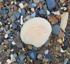 False Quahog thumbnail 2