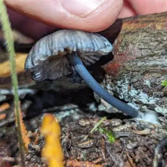 Blue Edge Pinkgill thumbnail 1