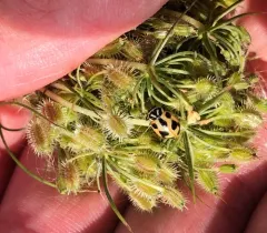 Sinuate Lady Beetle thumbnail 3