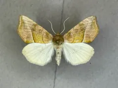 Western Unspotted Looper thumbnail 2