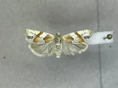 Eucosma youngi thumbnail 3