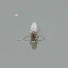 Brachydeutera argentata thumbnail 3