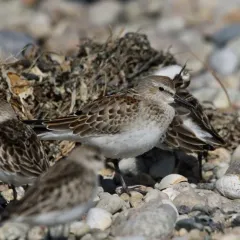 White-rumped Sandpiper thumbnail 2