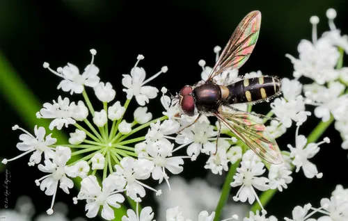 Bare-winged Halfband