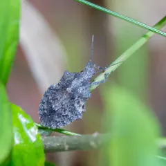 Brochymena arborea thumbnail 3