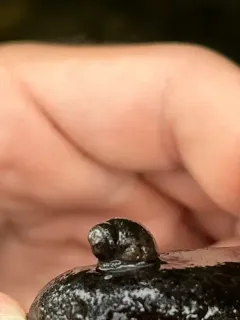 Olympia Pebblesnail thumbnail 4