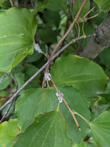 woolly maple aphid