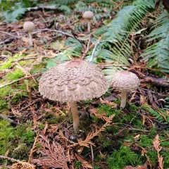 Olive Shaggy Parasol thumbnail 3