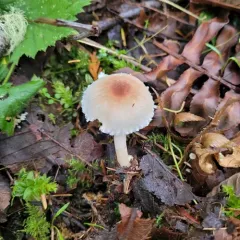 Lepiota rubrotinctoides thumbnail 4