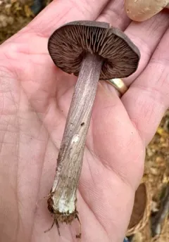 Entoloma canadense thumbnail 3