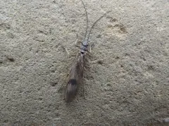 Mottled Willowfly thumbnail 2