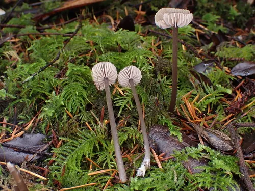 Entoloma fuligineocinereum