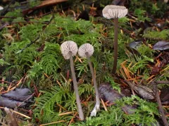 Entoloma fuligineocinereum thumbnail 1