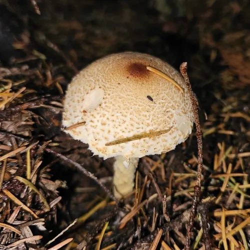 yellowfoot dapperling