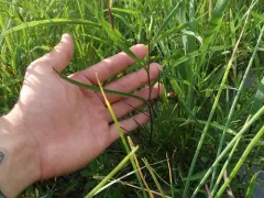 Anticosti aster thumbnail 3