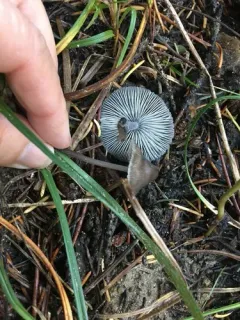 Mycena piceicola thumbnail 2