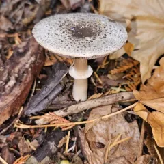 California flat-top agaricus thumbnail 3