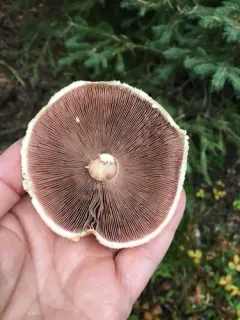 Agaricus sandianus thumbnail 2