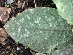 Golovinomyces verbasci thumbnail 4