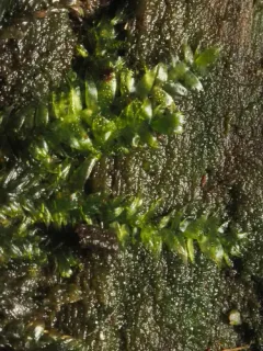 Toothed Plagiothecium Moss thumbnail 2