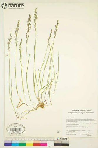 Spreading Meadow-grass