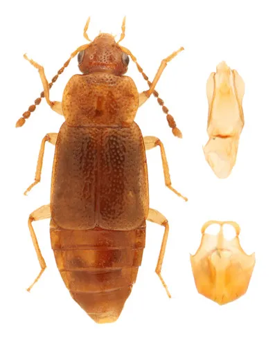Arpedium schwarzi