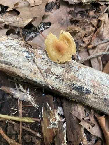 Inocybe microteroxantha