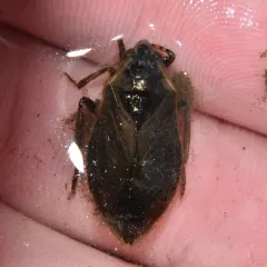 Belostoma flumineum thumbnail 4