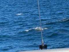 Common Bottlenose Dolphin thumbnail 4