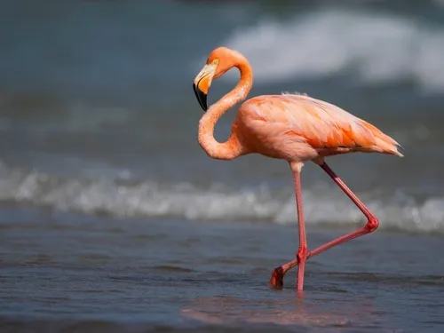 American Flamingo