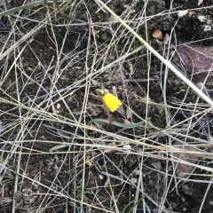 yellow fritillary thumbnail 1
