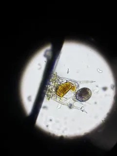 Plationus patulus thumbnail 2