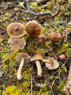 Inocybe lanatopurpurea thumbnail 4