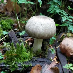 California flat-top agaricus thumbnail 4