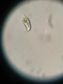 Cryptomonas paramaecium thumbnail 2