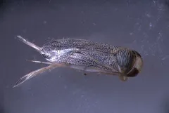 Cenocorixa dakotensis thumbnail 3