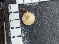 Lactarius cinereus thumbnail 3