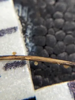 Cyathicula coronata thumbnail 2