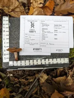 Cortinarius subtabularis thumbnail 2