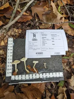 Leucocybe candicans thumbnail 3
