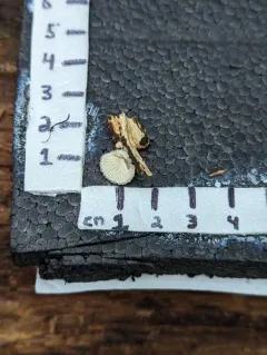 woolly oyster thumbnail 3