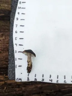 Scabby Bonnet thumbnail 4