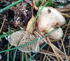 Suillus grisellus thumbnail 3