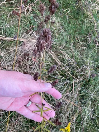 Narrow-leaved Bush Clover